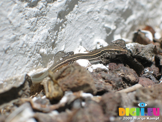 27593 Lizard in apartment's garden